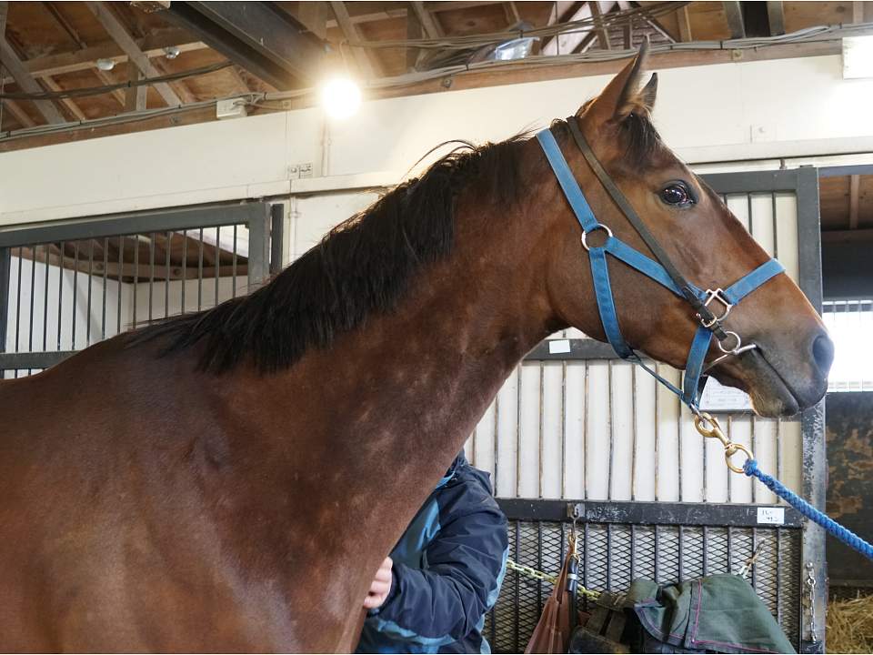一口馬主 今週の出走馬 3 21 スライムの競馬ブログ