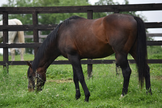 トウケイヘイロー_2025