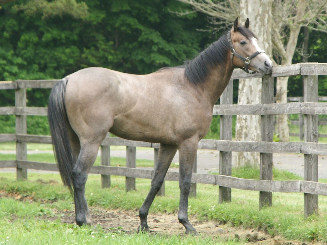 ウインrc １歳募集馬ツアー ２日目 スライムの競馬ブログ