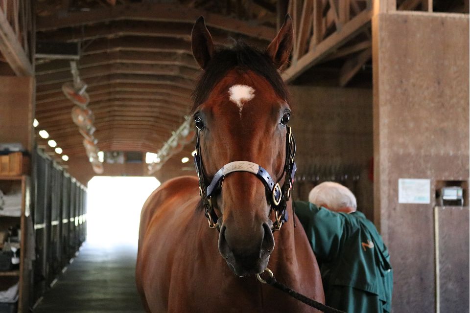 一口馬主 特別登録馬 7 24 スライムの競馬ブログ