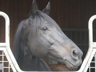 エイシンフラッシュ