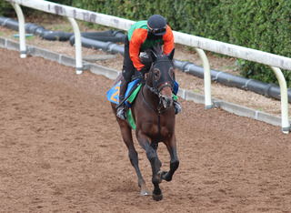 �ޥ��ʥ쥬�ꥢ_202510