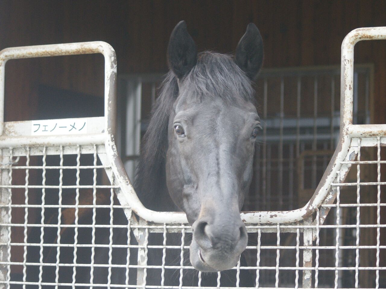 スライムの競馬ブログ【生産地】フェノーメノ、種牡馬引退コメント