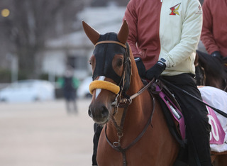 �����̥ɥ��졼��_202601