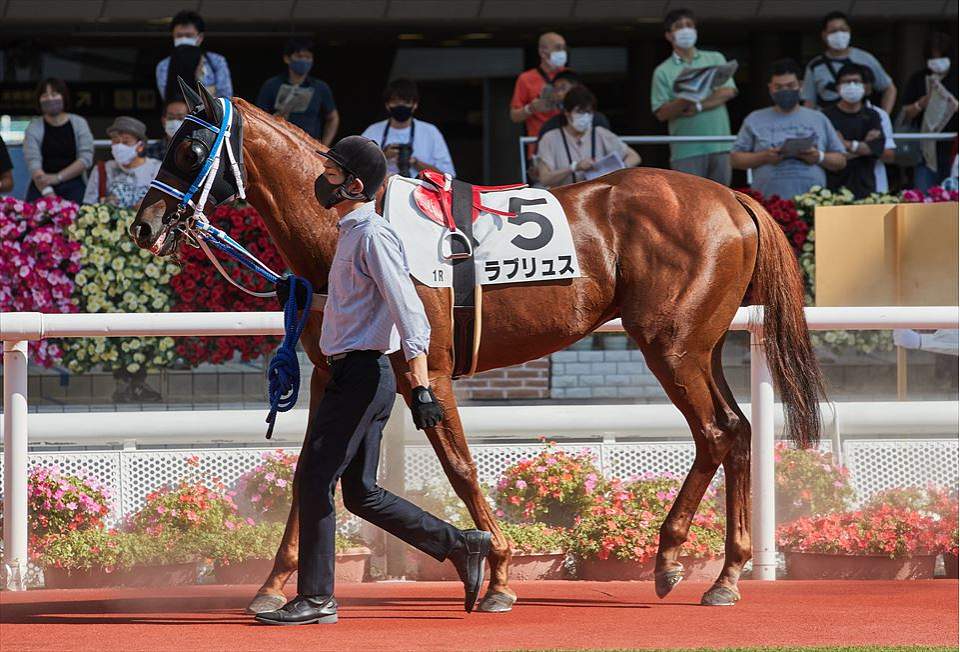 スライムの競馬ブログ【キャロットC】ラブリュス、いつ声がかかってもいいようにコメント
