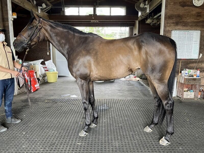 一口馬主 今週の出走馬 11 12 13 スライムの競馬ブログ