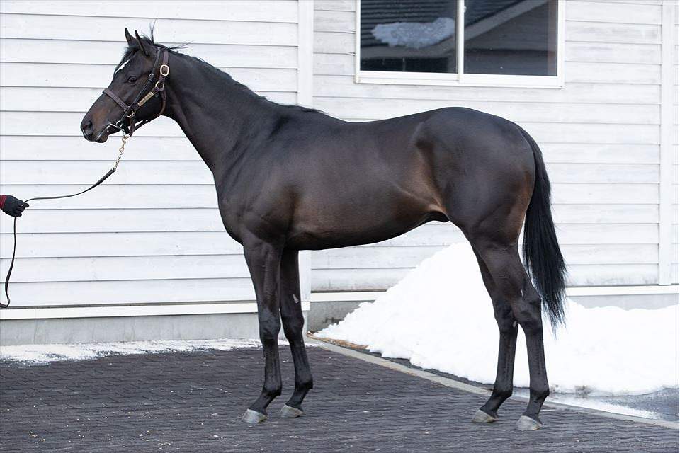 キャロットc ヴィジュネル 馬体にもう少し変化がほしい スライムの競馬ブログ