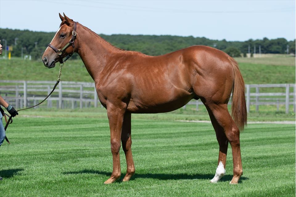 キャロットc キューの17 力感あふれる馬体に成長 スライムの競馬ブログ