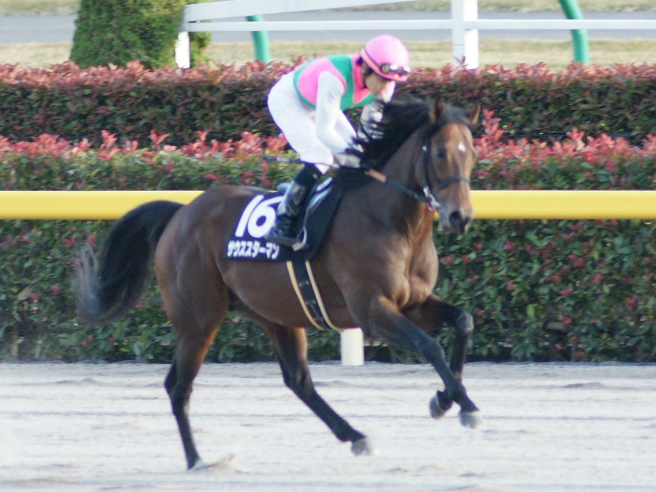 古馬次走 サウススターマン ギャラクシーsへ スライムの競馬ブログ