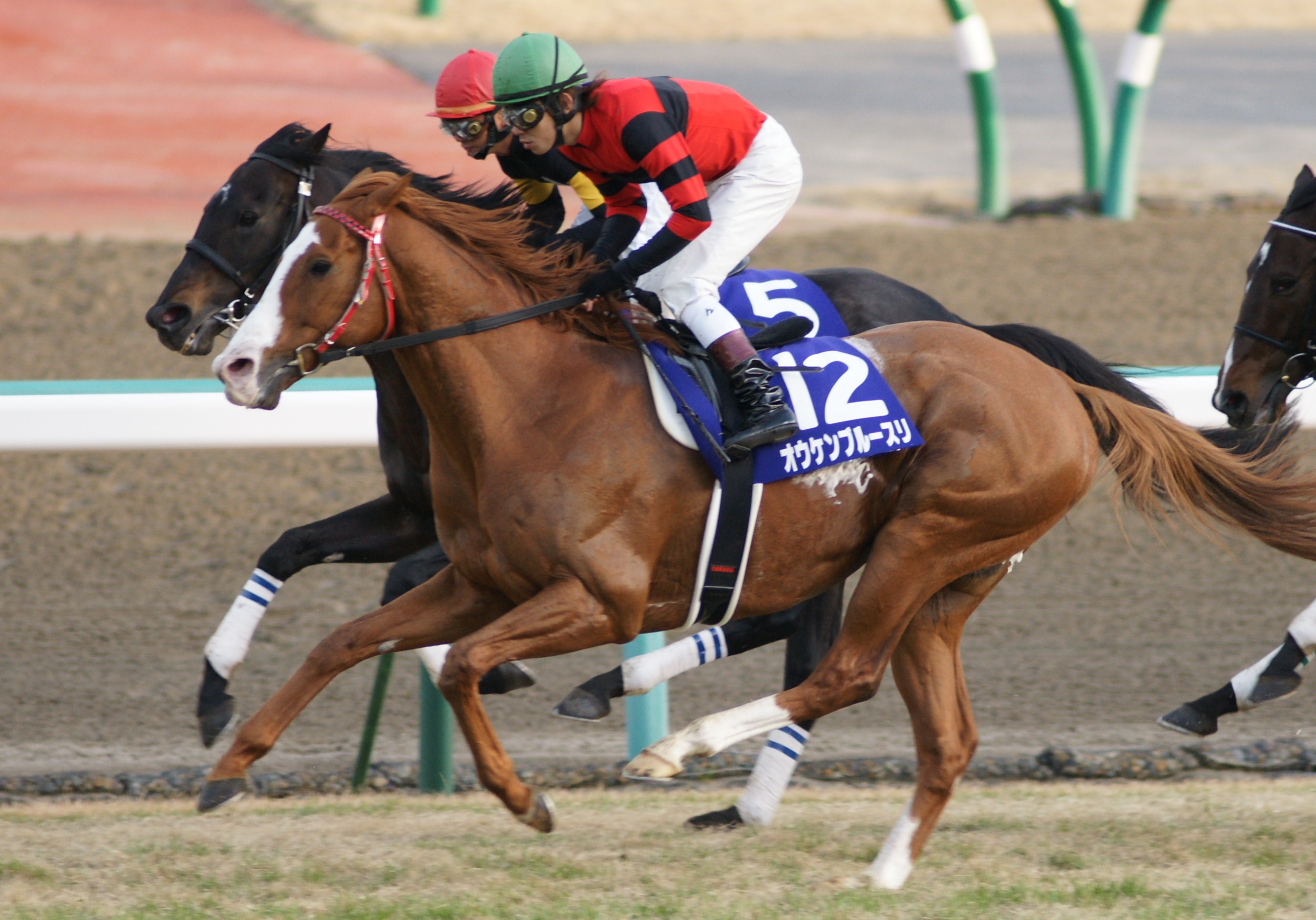 競馬 EPOCH HORSE RACING オウケンブルースリ-