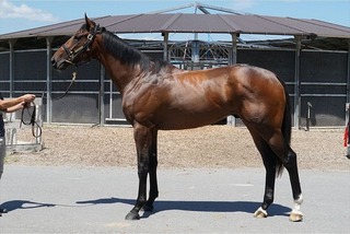 エクラドット_20250827