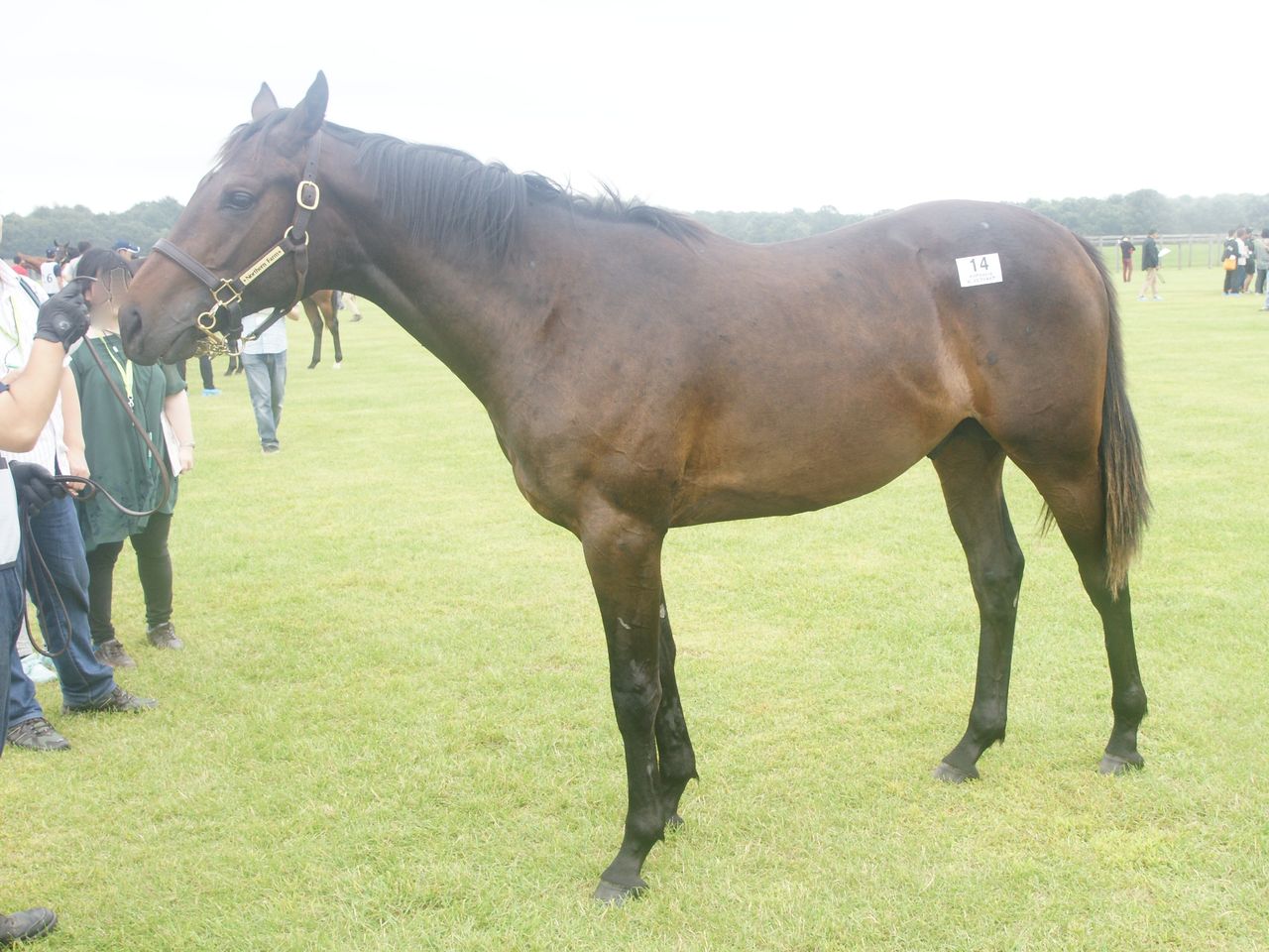 キャロットc １歳募集馬ツアー Nf Y3 スライムの競馬ブログ