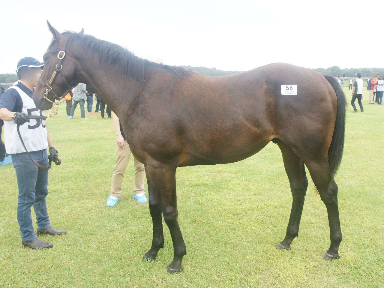 キャロットc １歳募集馬ツアー Nf Y3 スライムの競馬ブログ