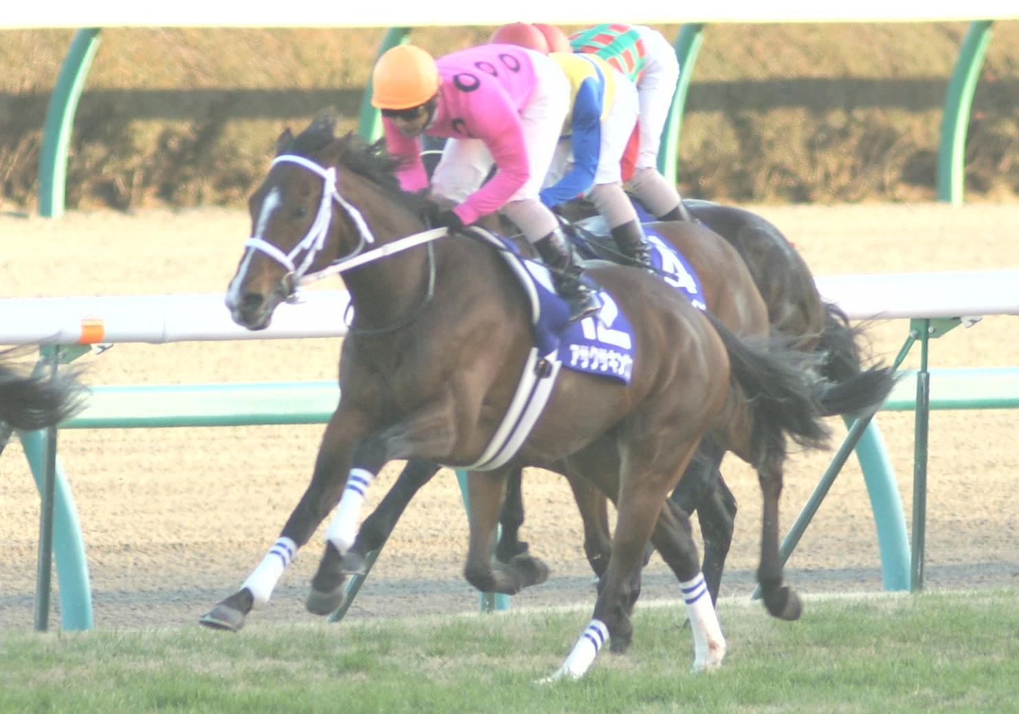 引退】アサクサキングス種牡馬へ : スライムの競馬ブログ