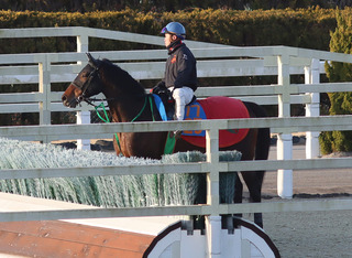 �ޥ��ʥ쥬�ꥢ_202601