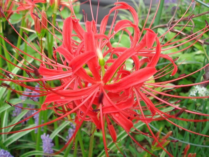 秋の花 : 坂道散歩 slope walker