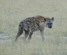 hyena01