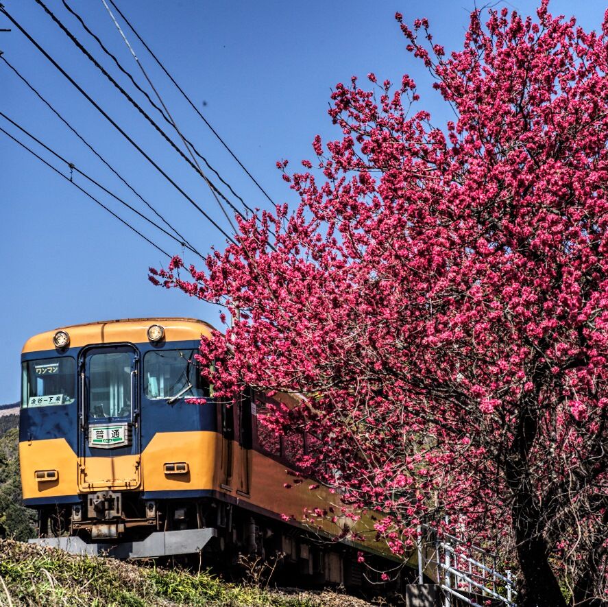 3月の川根路 満開の花桃と近鉄電車 レイルフォト