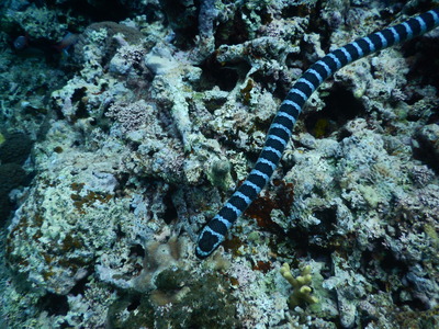 DSCN0340