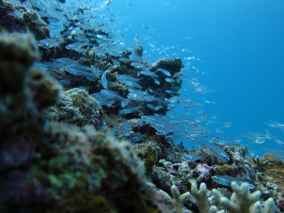 1f411aa8.jpg
