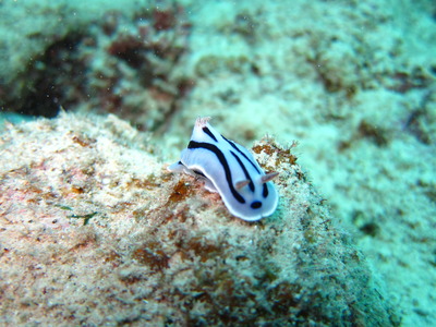 6 �ޤ�������� 056