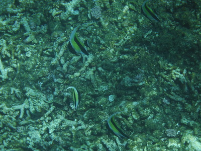 DSCF0652
