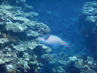 DSCN3982