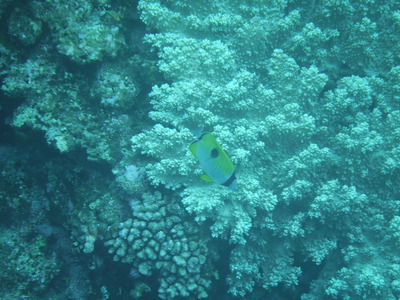 DSCF2726