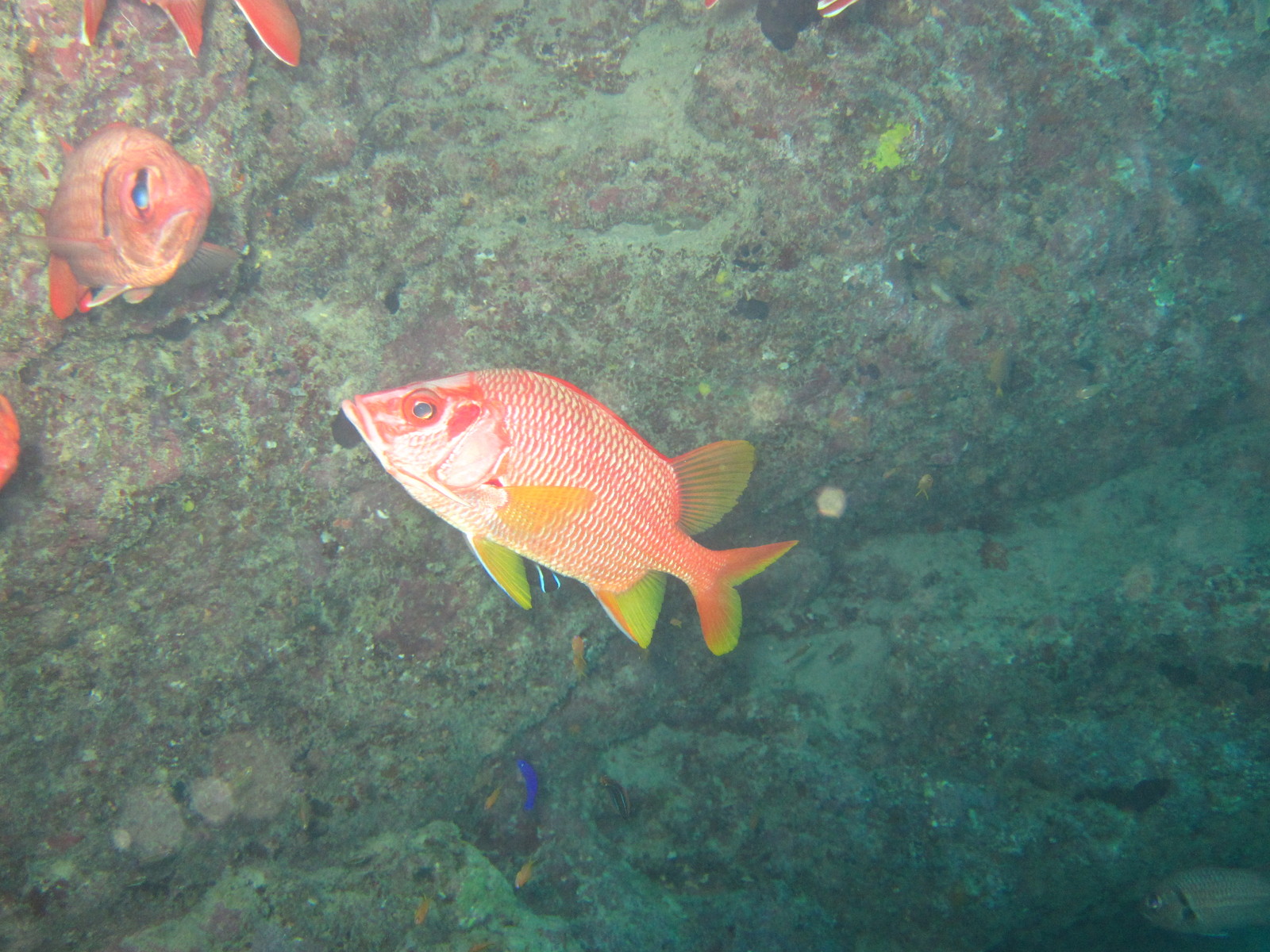 スローダイブ石垣島 やっぱり石垣島のマンタは最高 Livedoor Blog ブログ