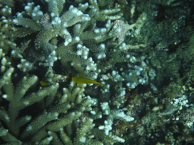 DSCF0632
