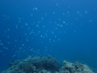 6 �ޤ�������� 010