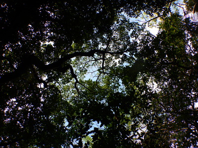 DSCN6006