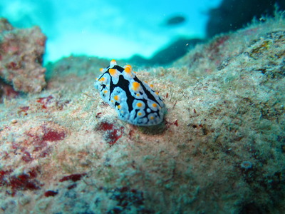 6 �ޤ�������� 050