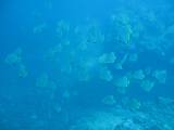 2009 02 15_�ޤꤳ������θ�_0072-s
