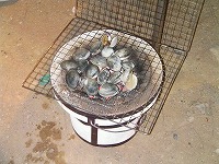 ss-0515-�Ƥ�������