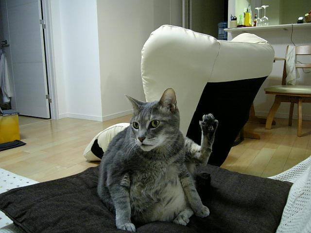 マンボウ ソファ My Favorite Mistake