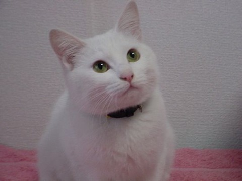 neko1