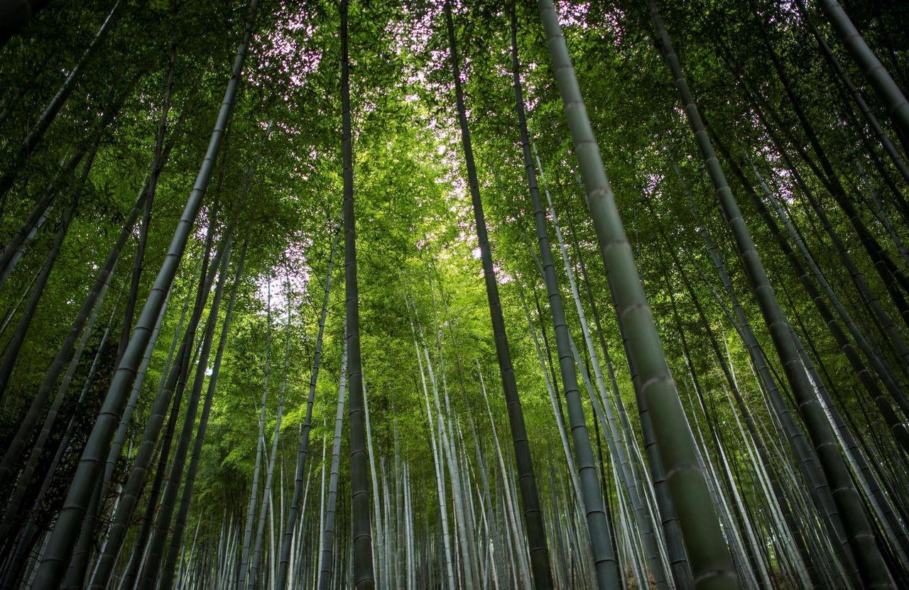 驚異の繁殖力 イギリスで竹ブーム 庭を侵食しトラブルに 英 すもーるnewsちゃんねる