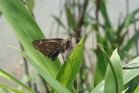 P5233546