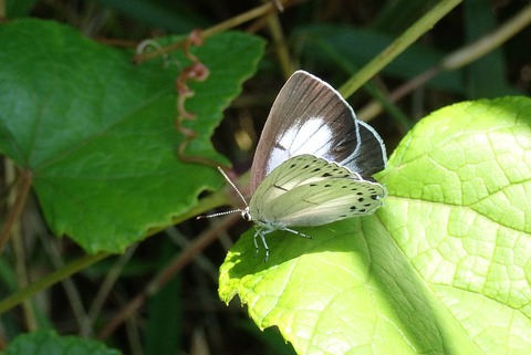 P5233564