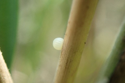 P5233549
