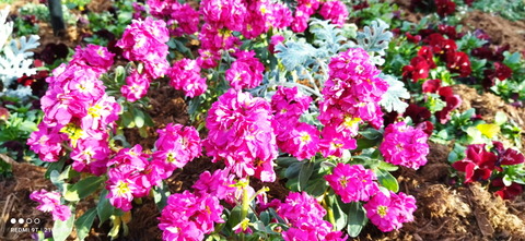 210210_Redmi9T_46_960