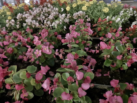 2018_camera_03_15_960