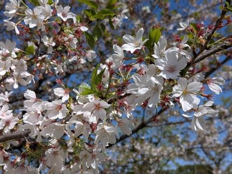 PXL_20250414_060003191.PORTRAIT