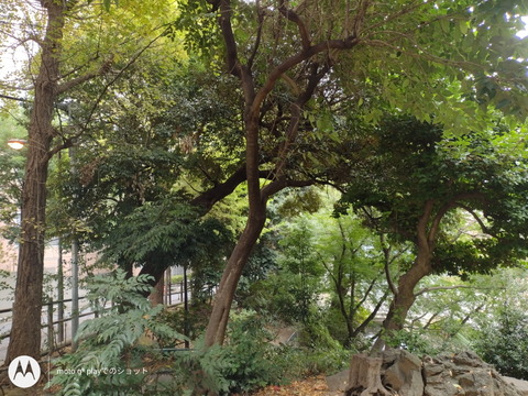 201104_motog9play_25_960