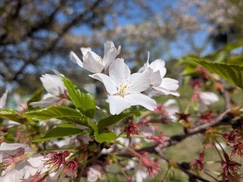 PXL_20250414_055919614.MACRO_FOCUS.RAW-01.COVER