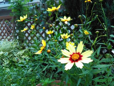 ZenFoneGoTV-review27