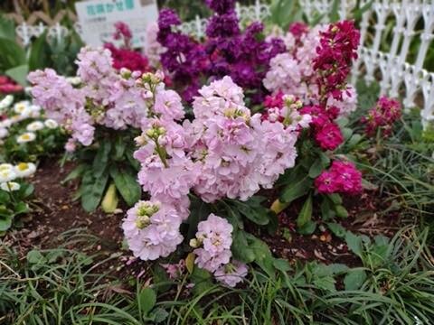 IMG_20210320_072140979_MF_PORTRAIT