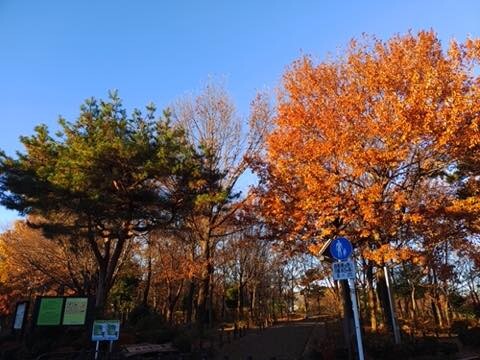 IMG_20201216_073330635