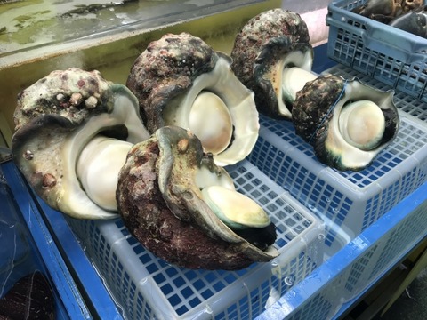 夜光貝はかなりデカイらしいと気づく審神者「本丸がとんでもない 夜光貝はかなりデカイらしいと気づく審神者「本丸がとんでもない